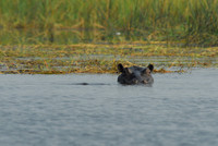 Hippos