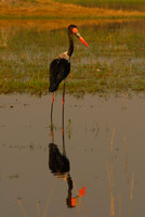 Saddle-billed Storks