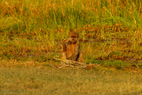 Baboons