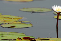 Waterlilies