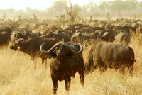 Buffalo