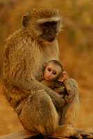 Monkeys