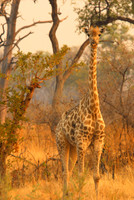 Giraffes