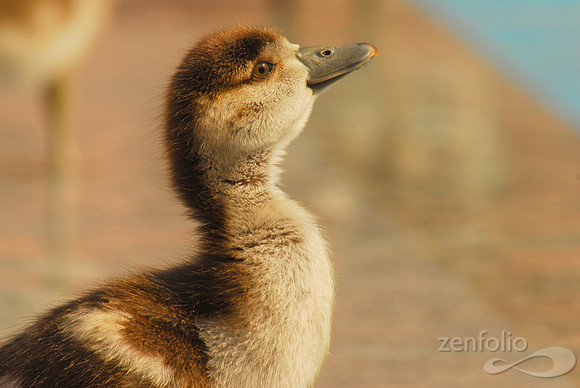Sunlight Duckling