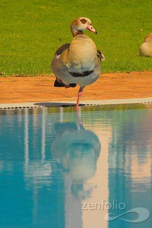 Mother Reflection