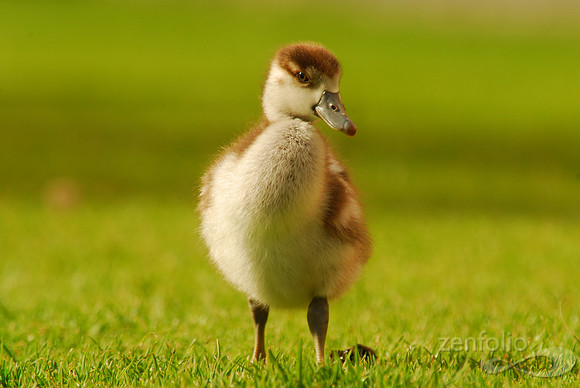Duckling