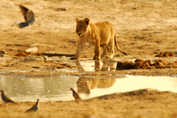 Lions