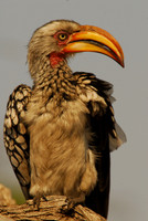 Yellow-Billed Hornbills