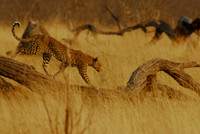 Leopards