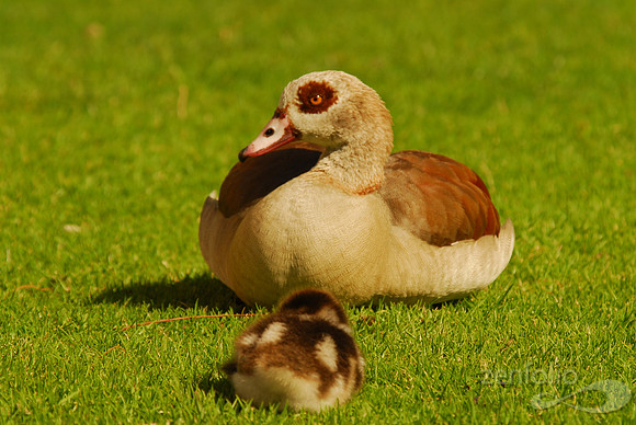 Mother Baby Duck