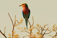 Safari Birds