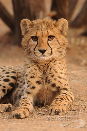 Baby Cheetah