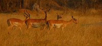 Impala