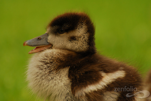 Duckling2