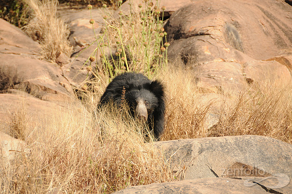 Sloth Bear