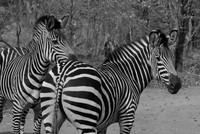 Zebras