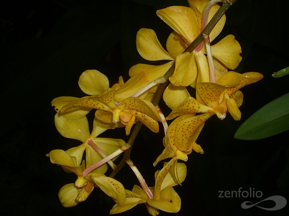 Yellow Orchid