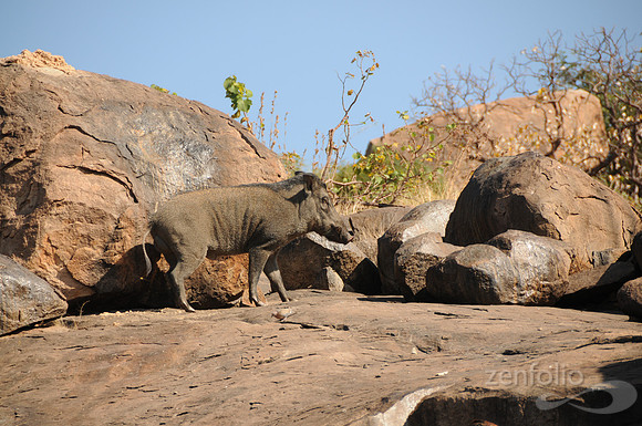 Wild Boar