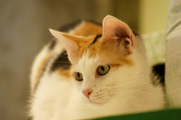 Kitty Portraits Feline Country Club